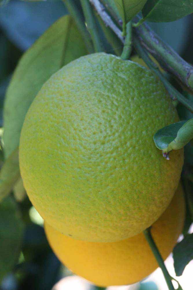            Fruit (Riverside, CA)        